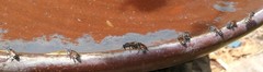 Apis florea