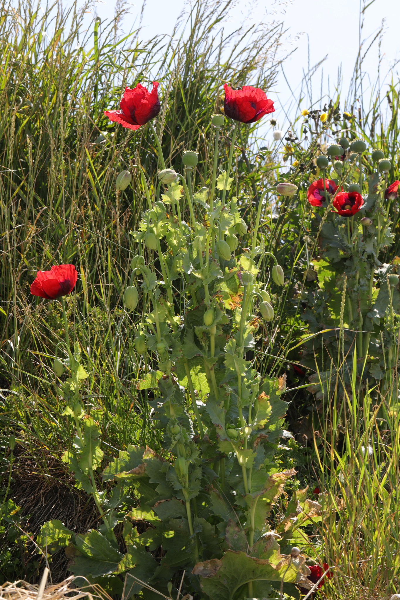 Pavot somnifère (Papaver somniferum) — photo 2