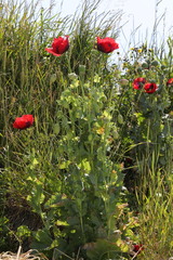 Pavot somnifère (Papaver somniferum) — photo 2