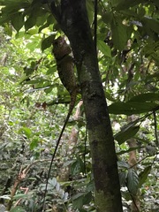 Gonocephalus bornensis