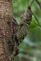 Gonocephalus bornensis