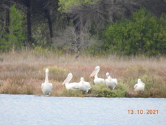 Pelecanus crispus