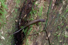 Sphenomorphus sabanus