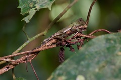 Gonocephalus bornensis