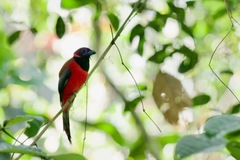 Harpactes diardii diardii