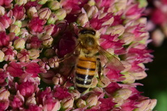 Apis mellifera