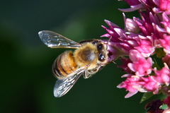 Apis mellifera