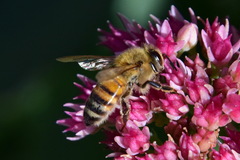 Apis mellifera