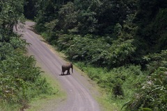 Elephas maximus borneensis