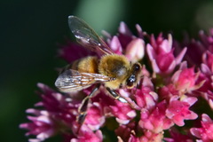 Apis mellifera