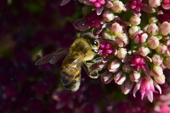 Apis mellifera