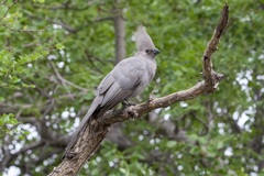 Corythaixoides concolor concolor