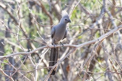 Corythaixoides concolor concolor