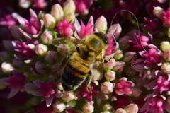 Apis mellifera