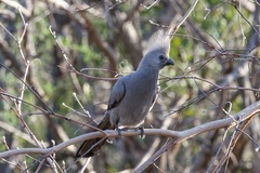 Corythaixoides concolor concolor