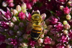 Apis mellifera
