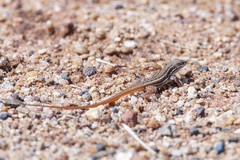 Meroles squamulosus