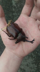 Trypoxylus dichotomus tsunobosonis