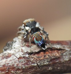 Maratus ottoi