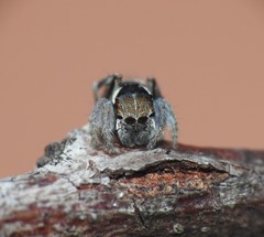 Maratus ottoi