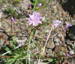 Lewisia columbiana