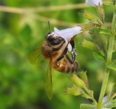 Apis mellifera
