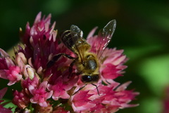 Apis mellifera