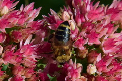 Apis mellifera