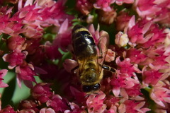Apis mellifera