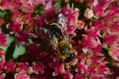 Apis mellifera