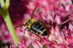 Apis mellifera