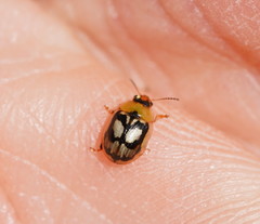 Peltoschema hamadryas