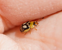 Peltoschema hamadryas