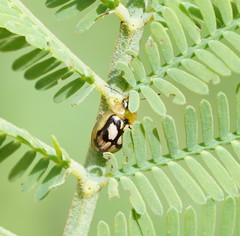 Peltoschema hamadryas