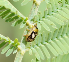 Peltoschema hamadryas