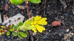 Hibbertia empetrifolia radians