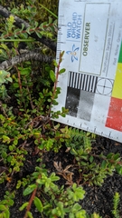 Hibbertia empetrifolia radians