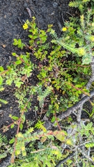 Hibbertia empetrifolia radians
