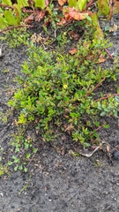 Hibbertia empetrifolia radians