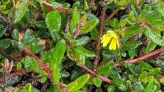 Hibbertia empetrifolia radians