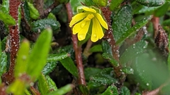 Hibbertia empetrifolia radians