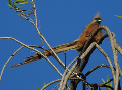 Colius striatus minor