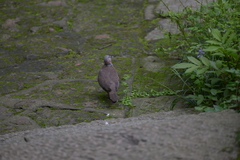 Streptopelia chinensis