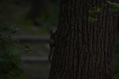 Callosciurus erythraeus