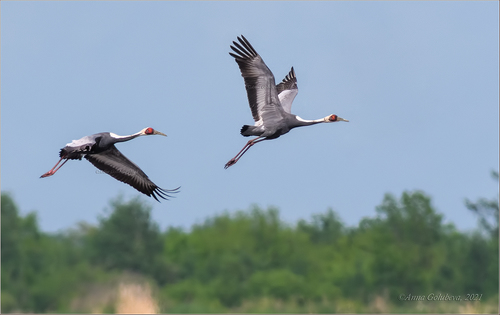 White-naped Crane