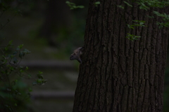 Callosciurus erythraeus