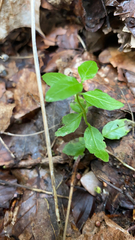 Clinopodium douglasii