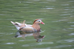 Aix galericulata