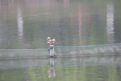 Aix galericulata