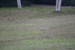 Motacilla alba